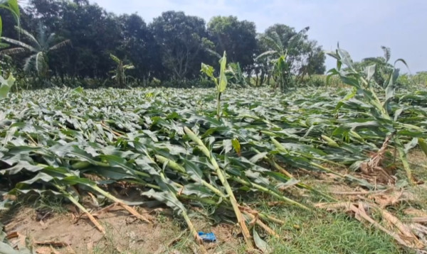 চুয়াডাঙ্গায় ঘণ্টাব্যাপী ঝড়বৃষ্টিতে ৪০০ হেক্টর জমির ফসল ক্ষতিগ্রস্ত