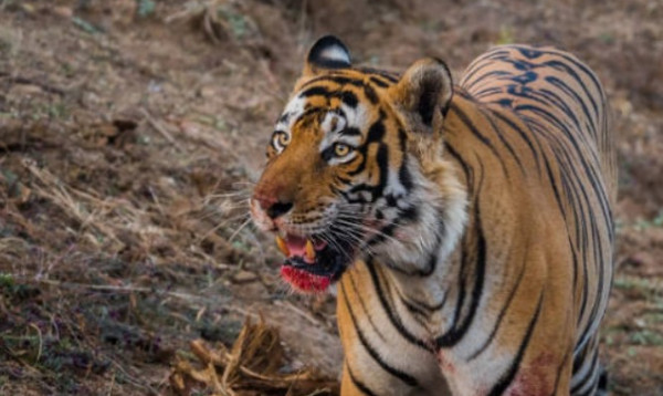 ভারতে ঘুমন্ত নারীর মাথা কামড়ে ৩০০ মিটার টেনে নিয়ে গেল বাঘ!