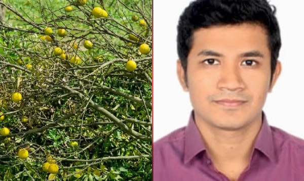 মৌলভীবাজারে আলোচিত ১২০০ কমলা গাছ কাটার ঘটনার পর রেঞ্জ কর্মকর্তা বদলি