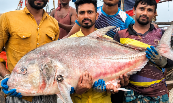 কুয়াকাটায় জেলের জালে ধরা পড়ল ৫৪ কেজির বিশাল তবল মাছ, বিক্রি ৩৬ হাজার টাকা