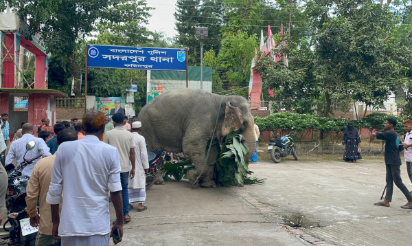 আদালতের নির্দেশে মালিকের কাছে ফিরছে থানা হেফাজতে থাকা হাতি