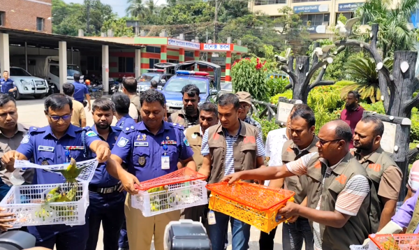 বগুড়ায় বাসের বক্স থেকে ১০৩ বুনো টিয়া উদ্ধার করে খোলা আকাশে অবমুক্ত