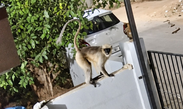 কর্ণাটকে বানরের আক্রমণে বৃদ্ধার মৃত্যু