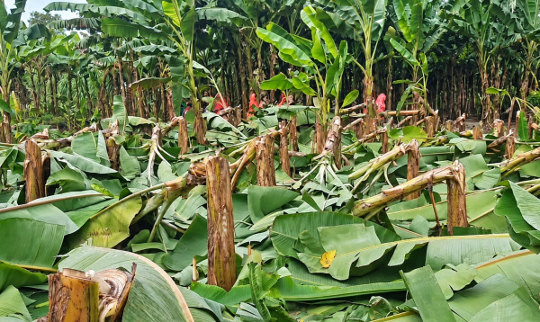 জয়পুরহাটে কৃষকের ৭০০ ফলন্ত কলাগাছ কেটে ফেলল দুর্বৃত্তরা