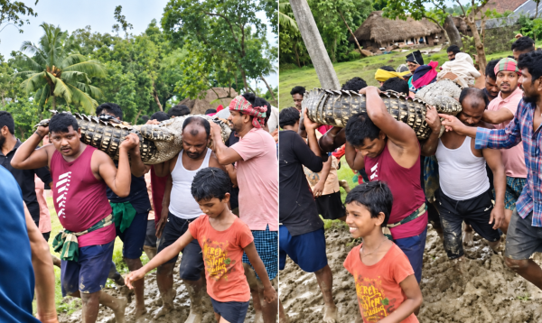 গোয়াল ঘরে ১৫ ফুট লম্বা কুমির, কাঁধে তুলে সরালেন গ্রামবাসীরা