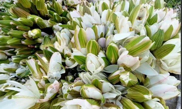 গোপালগঞ্জে তিন হাজার পরিবারের আয়ের উৎস এখন বিলের শাপলা ফুল