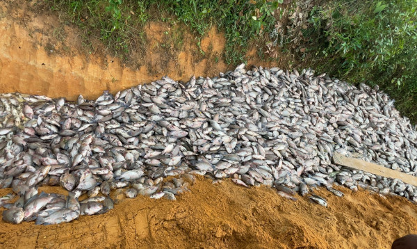 মৌলভীবাজারে পুকুরে বিষ প্রয়োগে ৩৫ লাখ টাকার মাছ নিধন, দেখে ‍অসুস্থ খামারি