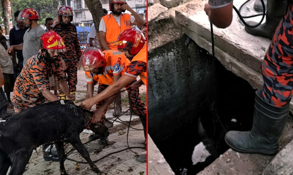 গভীর ড্রেনে পড়ে যাওয়া বাছুরকে জীবিত উদ্ধার করল ফায়ার সার্ভিস