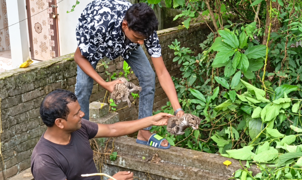 মেহেরপুরে কবরস্থানের পাশ থেকে ৩টি মেছো বাঘের শাবক উদ্ধার