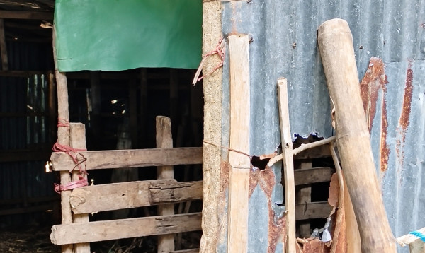 চট্টগ্রামের পটিয়ায় গোয়ালঘরের তালা ভেঙে ৩ গরু চুরির অভিযোগ