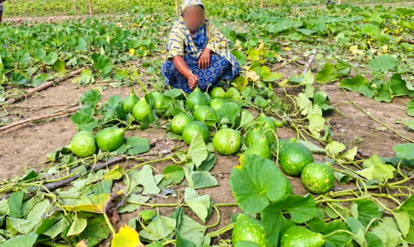 গাইবান্ধায় পূর্বশত্রুতার জেরে ২ বিঘা জমির লাউক্ষেত নষ্টের অভিযোগ, কৃষানির হাহাকার