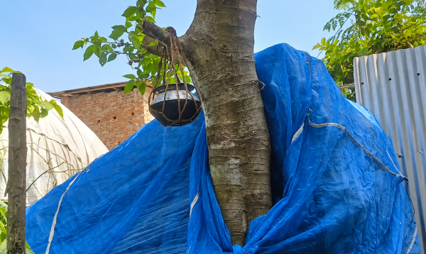ডুমুর গাছে পাতিল, ডালের পানি খেয়ে রোগমুক্তির আশায় মানুষের ভিড়