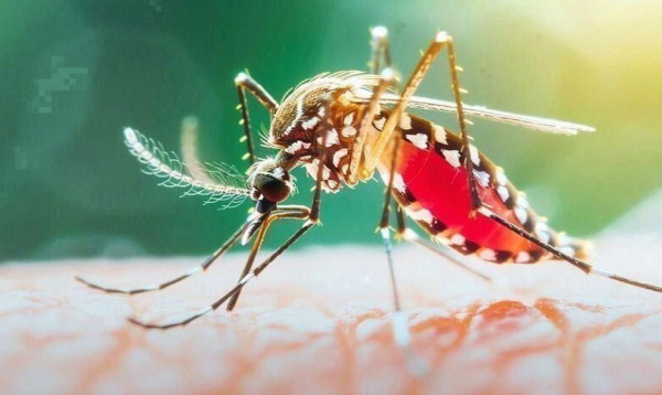 ২৪ ঘণ্টায় ডেঙ্গুতে ৬ জনের মৃত্যু, আক্রান্ত ২ হাজার ৮৮