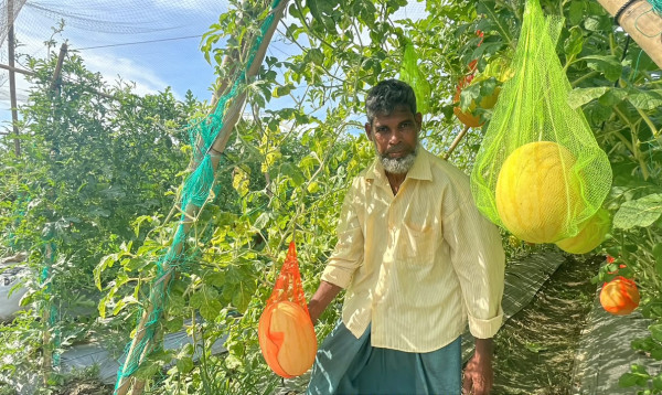 অসময়ের তরমুজ চাষে বাজিমাত মিরসরাইয়ের মিয়া খানের