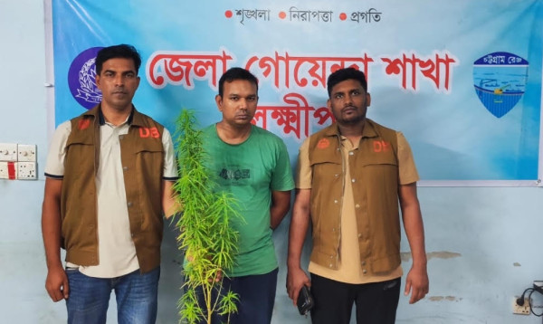 লক্ষ্মীপুরে বাড়ির ছাদে ফুল-ফলের বদলে ৫ ফুটের গাঁজাগাছ, আটক ১